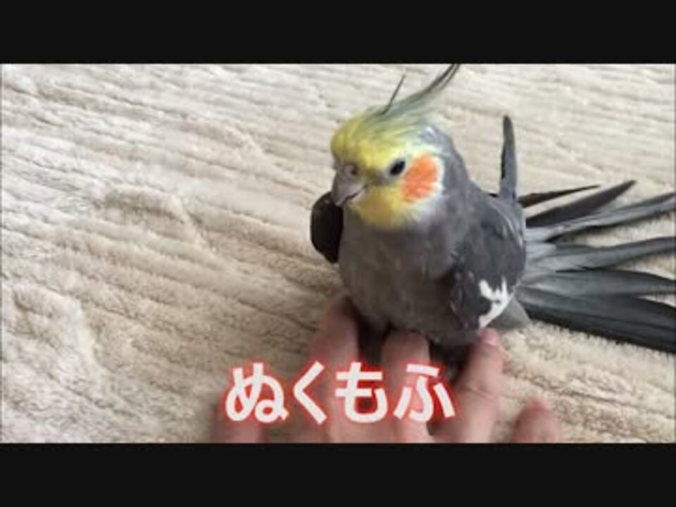 人気の カラシニコフ オカメインコ 動画 92本 2 ニコニコ動画