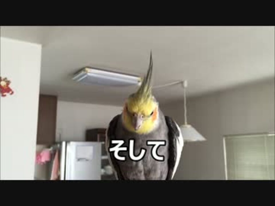 人気の カラシニコフ オカメインコ 動画 92本 2 ニコニコ動画