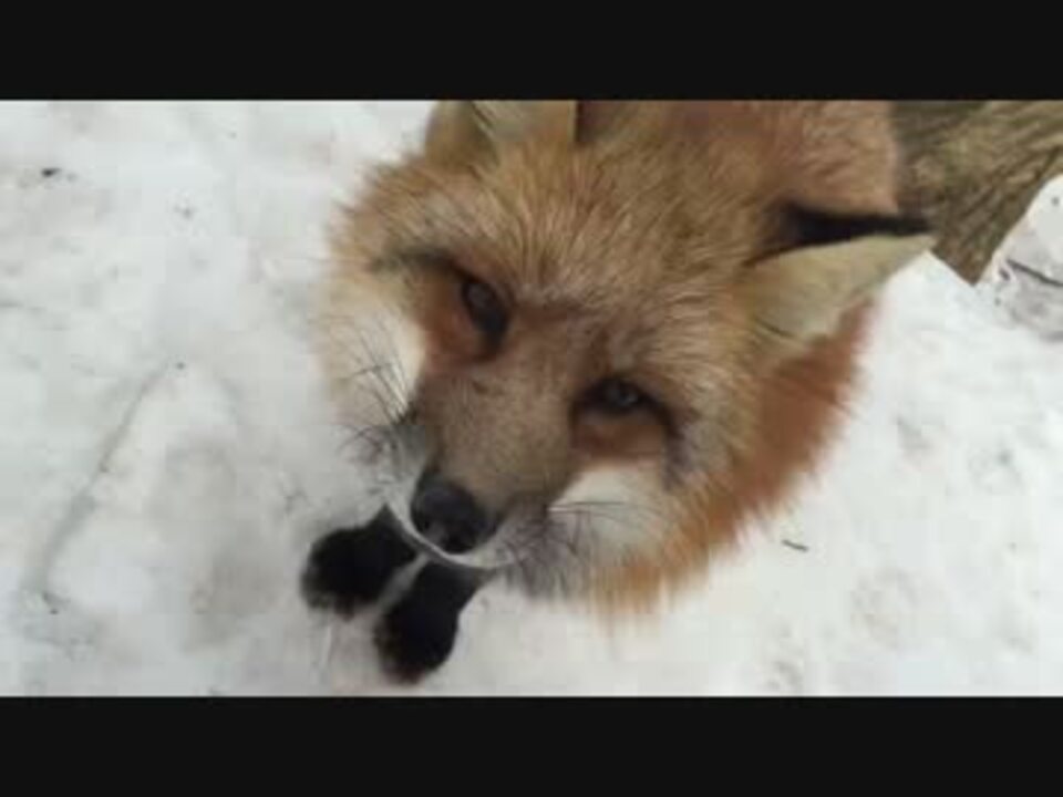 人気の ｷﾂﾈ 動画 224本 5 ニコニコ動画