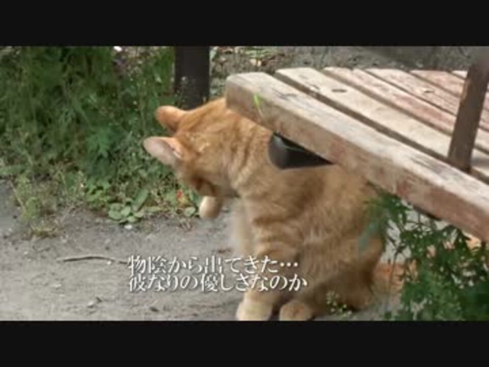 人気の ねこかます もふり手 動画 1 326本 ニコニコ動画