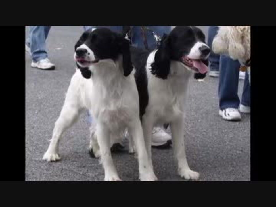 衝撃注意 驚愕の奇形動物 突然変異の双頭動物が神秘すぎて不思議 ニコニコ動画