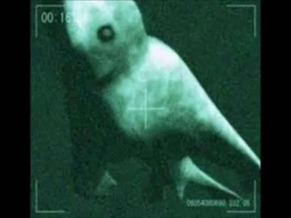 衝撃生物 ユーマ映像 Umaなどの未確認生物 ニコニコ動画