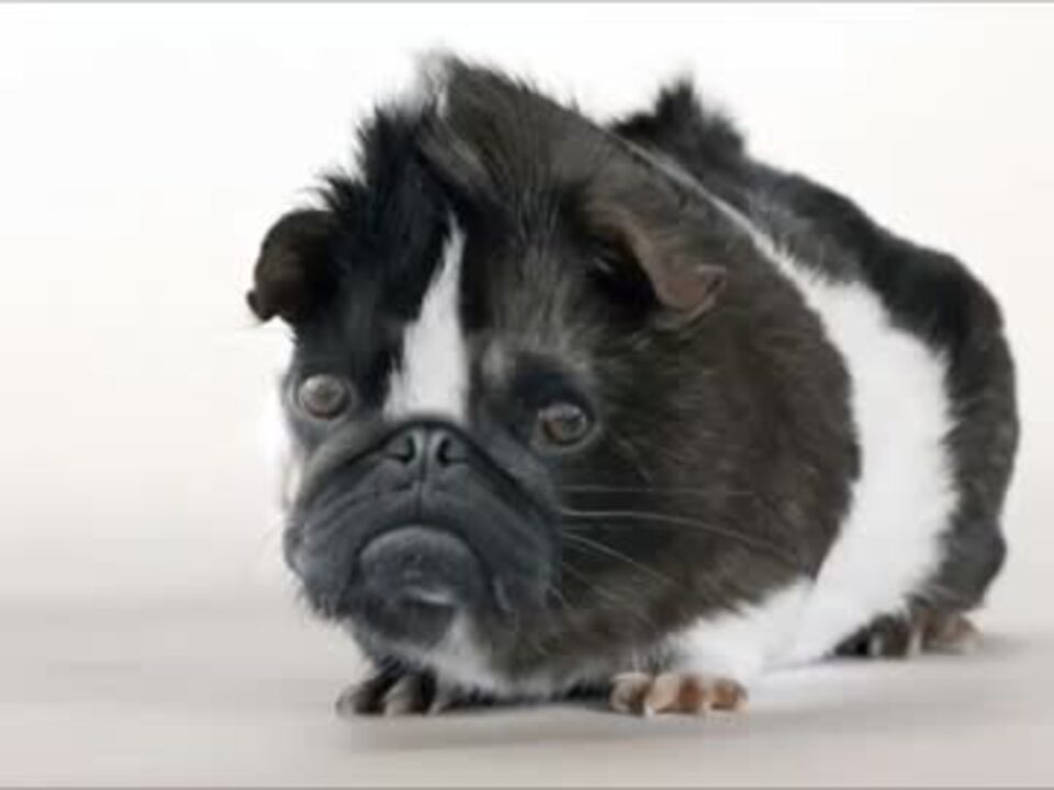 人気の 未確認生物 動画 150本 4 ニコニコ動画