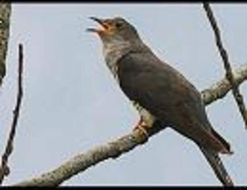野鳥の声を聞こう ほととぎす ニコニコ動画