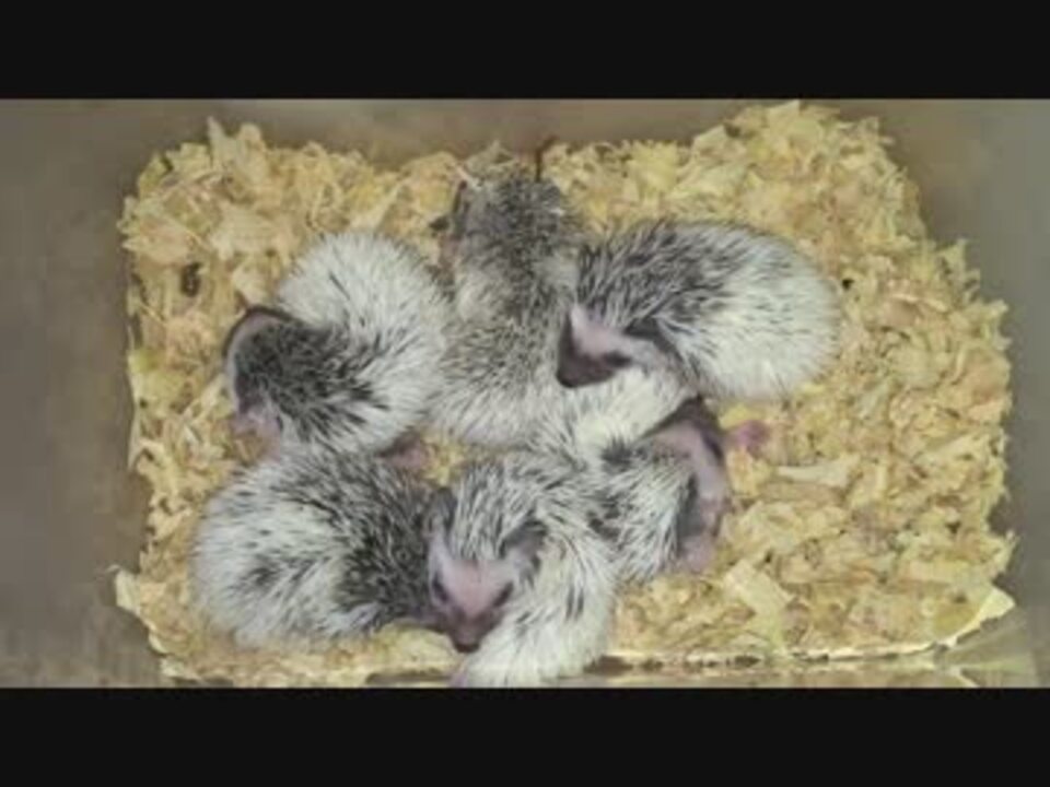 人気の はりねずみ 動画 869本 11 ニコニコ動画