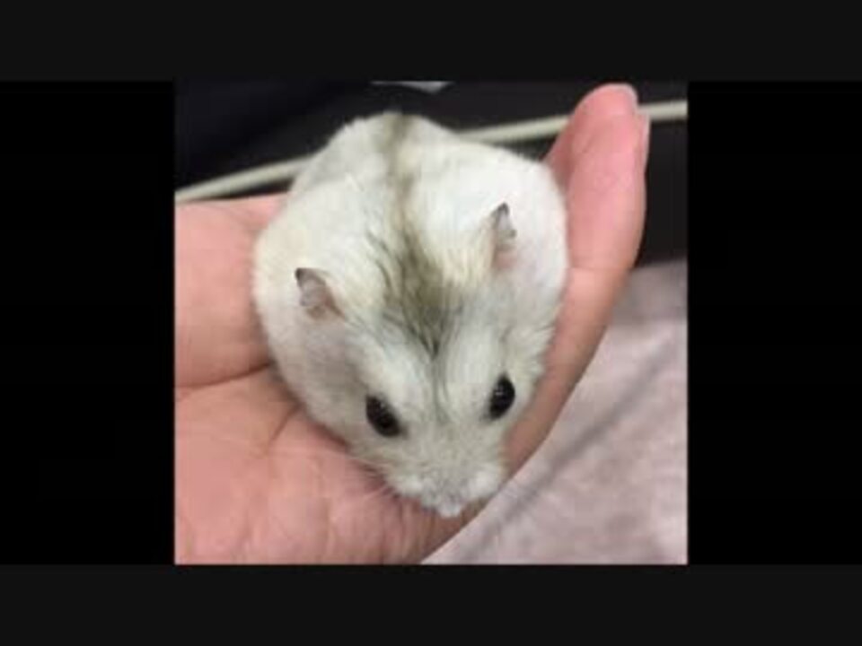 動物】うちのハムスターがおバカな件【ハプニング】 - ニコニコ動画