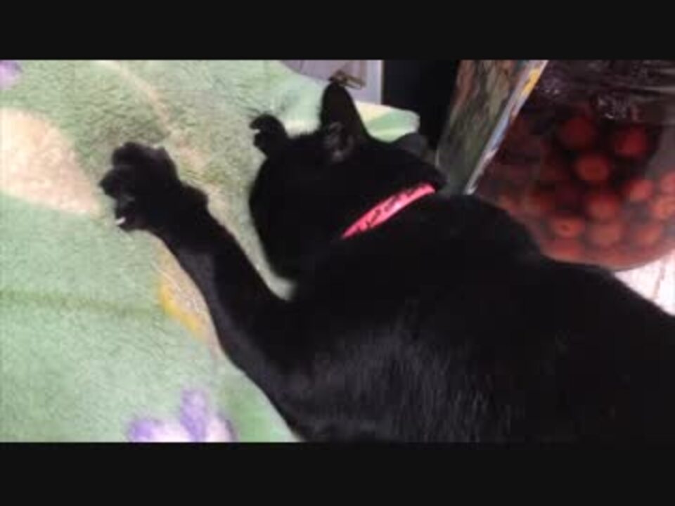 黒猫 毛布を吸うと安心するニャ ラック ニコニコ動画