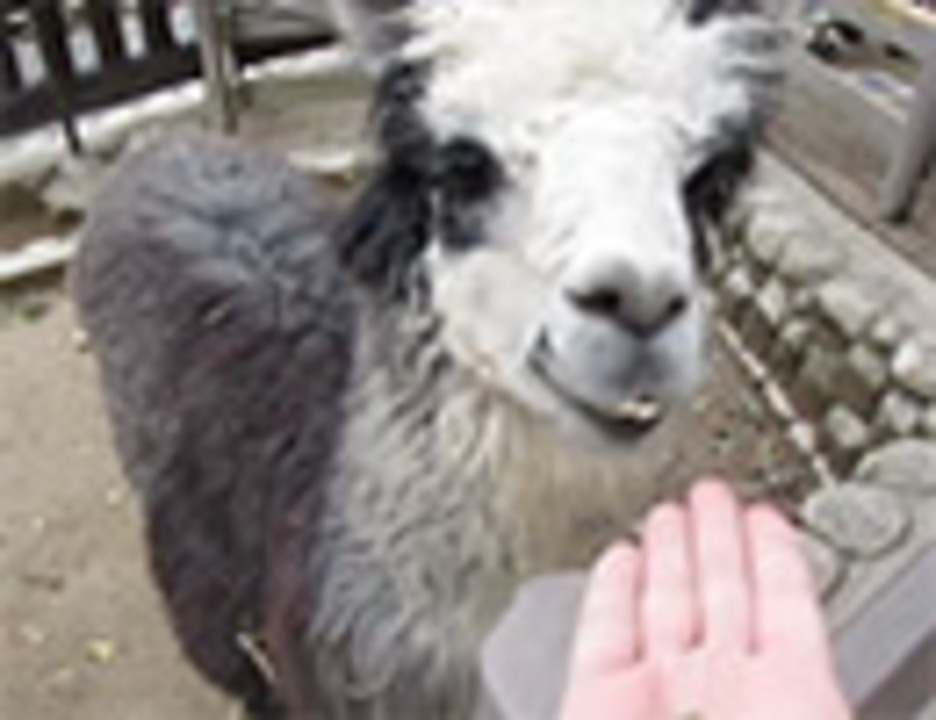 人気の アルパカ 動画 2本 ニコニコ動画