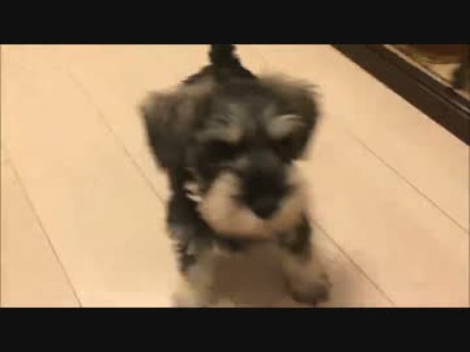 子犬のミニシュナがやってきた ニコニコ動画