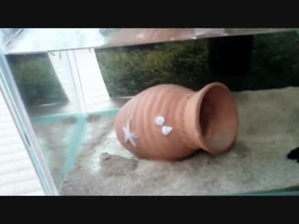 川で捕獲してきたヌマガレイを飼育してみた ニコニコ動画