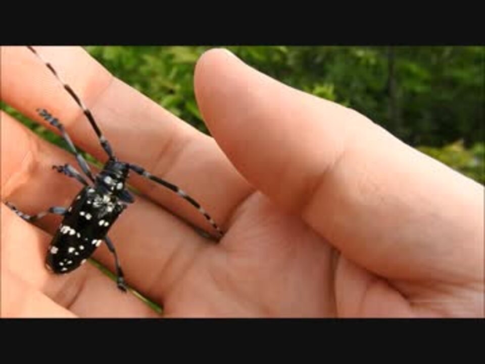 人気の カミキリムシ 動画 41本 ニコニコ動画