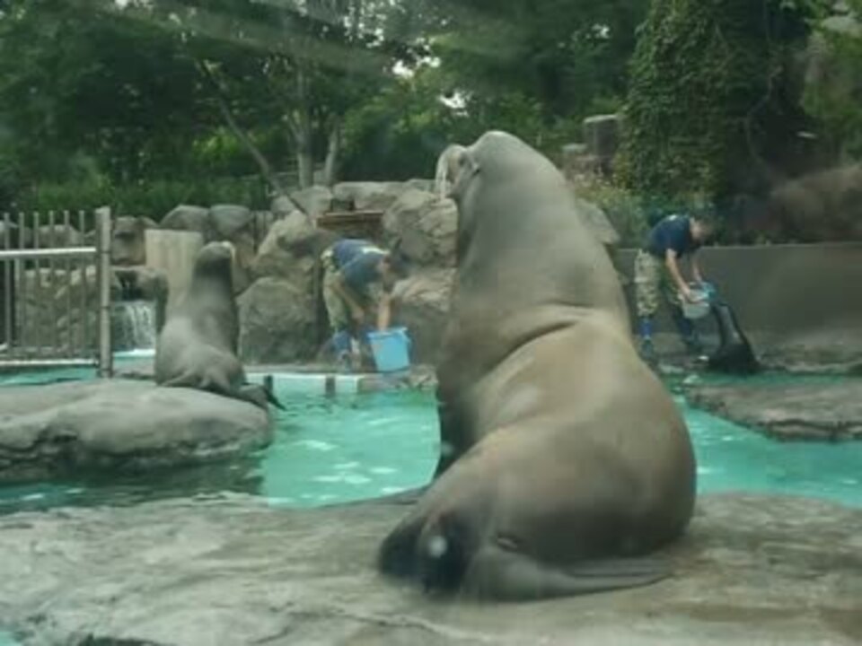 アシカの食事 上野動物園 ニコニコ動画