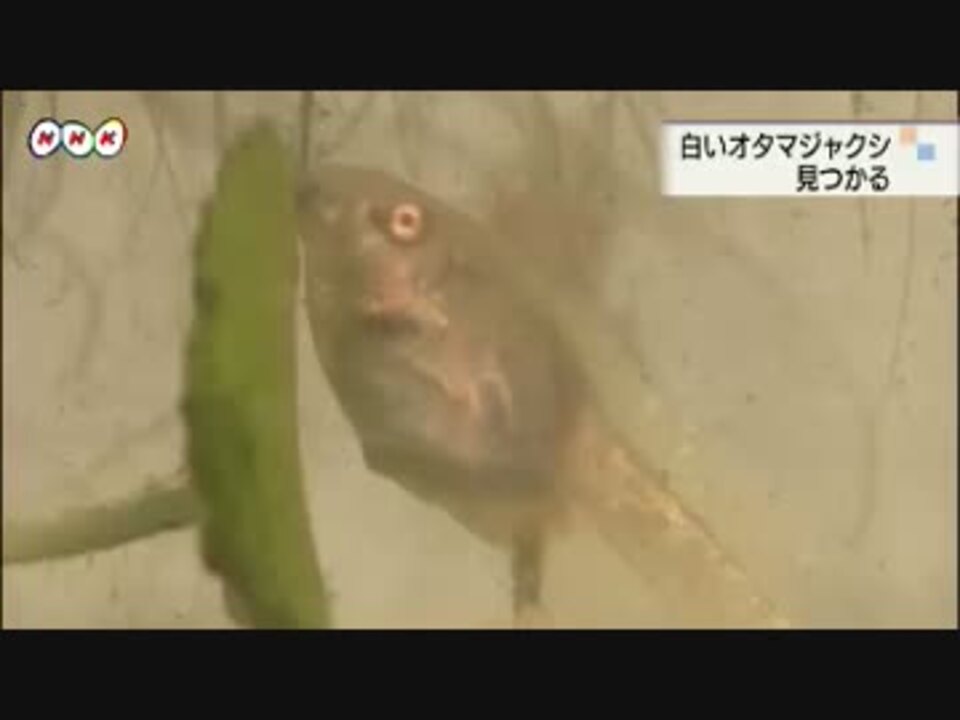 白いオタマジャクシ見つかる ニコニコ動画