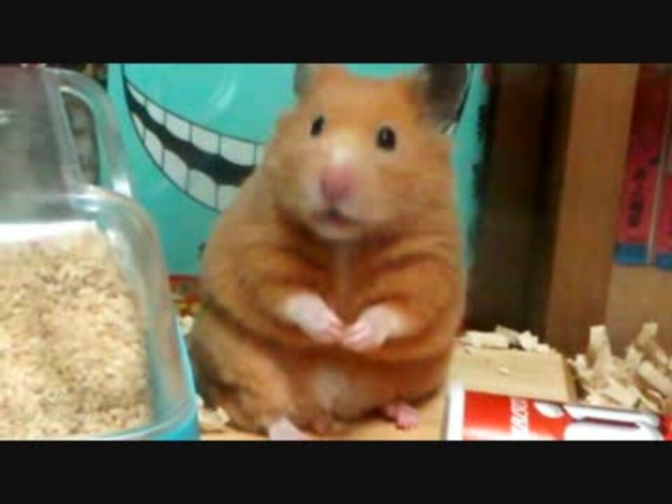 人気の きんくまハムスター 動画 333本 4 ニコニコ動画