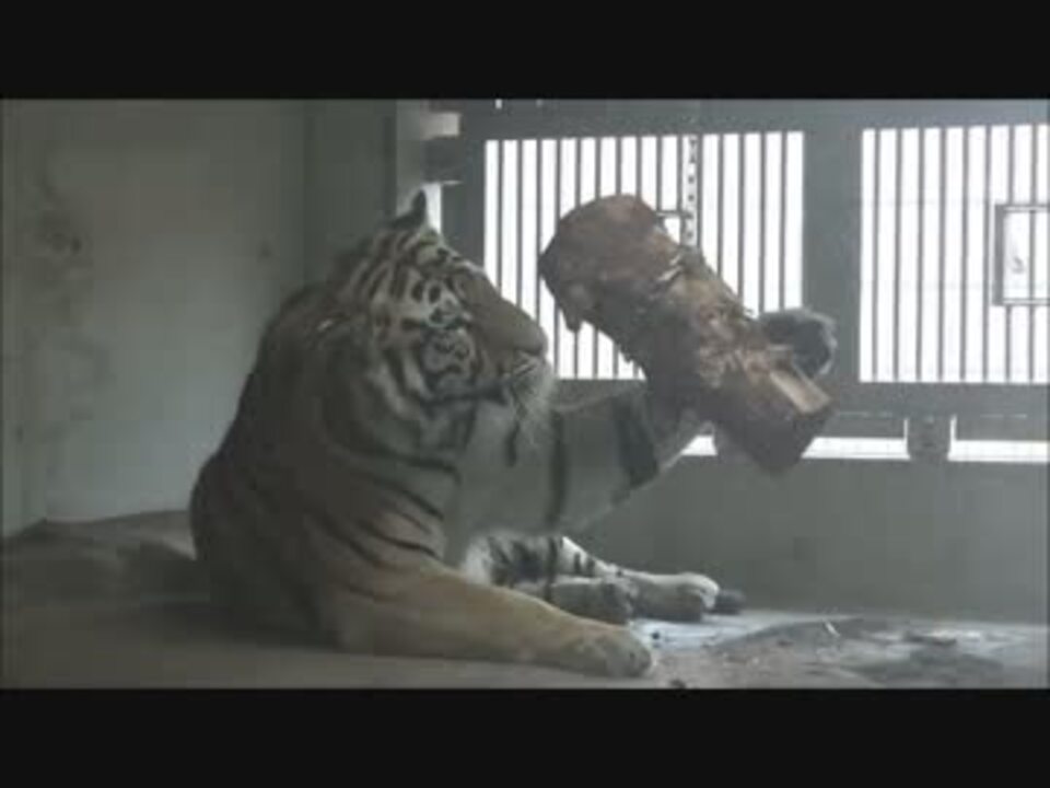 虎に襲われる ニコニコ動画