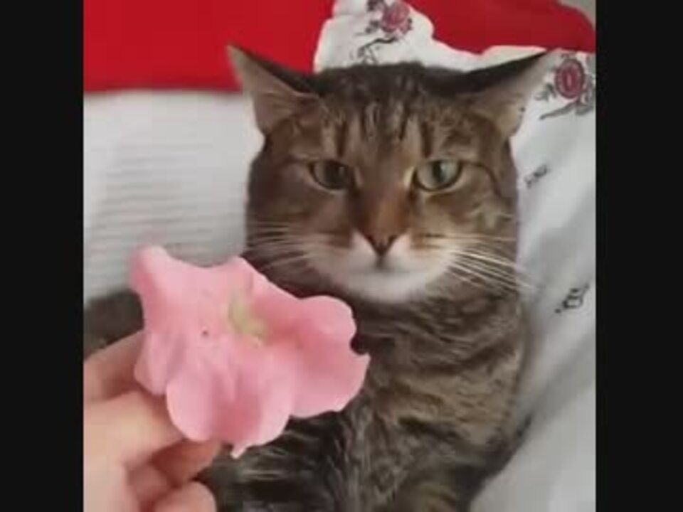 花を乗せられ変顔で固まる ニコニコ動画