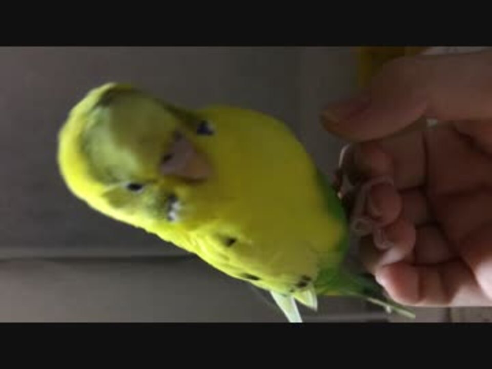 人気の せきせいいんこ 動画 2 603本 13 ニコニコ動画