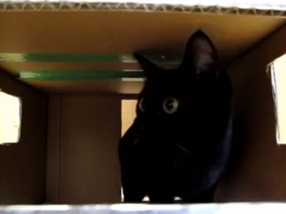 人気の 黒猫 動画 2 6本 27 ニコニコ動画