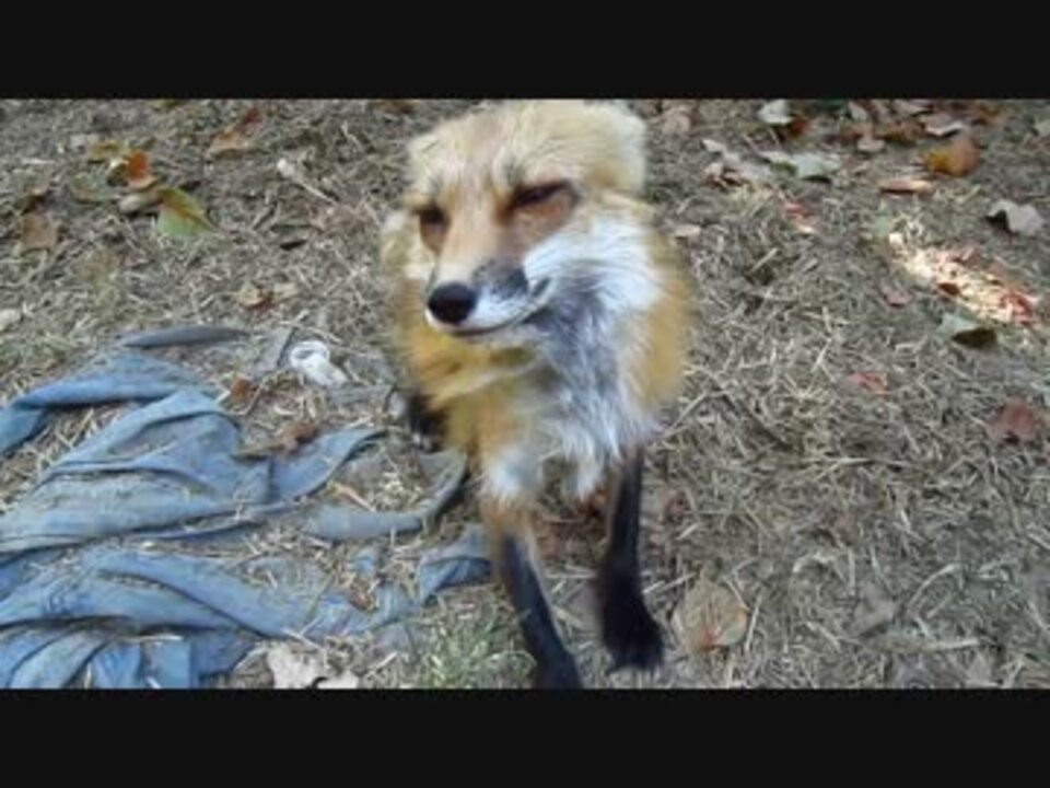 人気の ｷﾂﾈ 動画 224本 5 ニコニコ動画