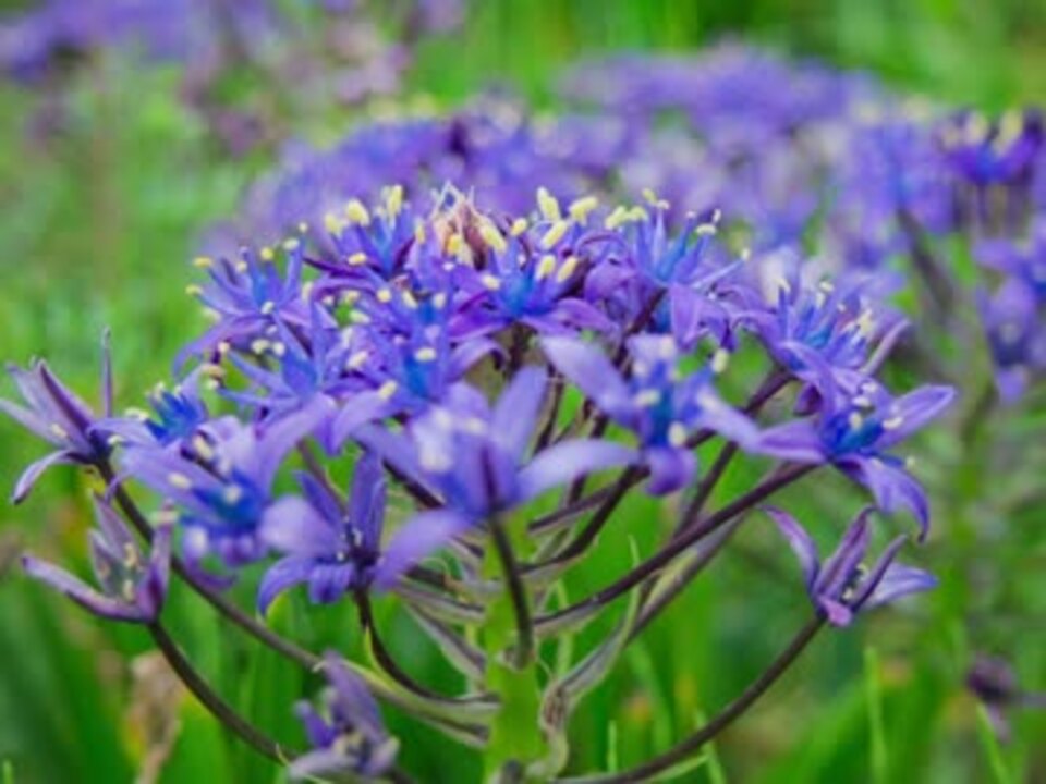 すべての美しい花の画像 最新シラー 花 言葉