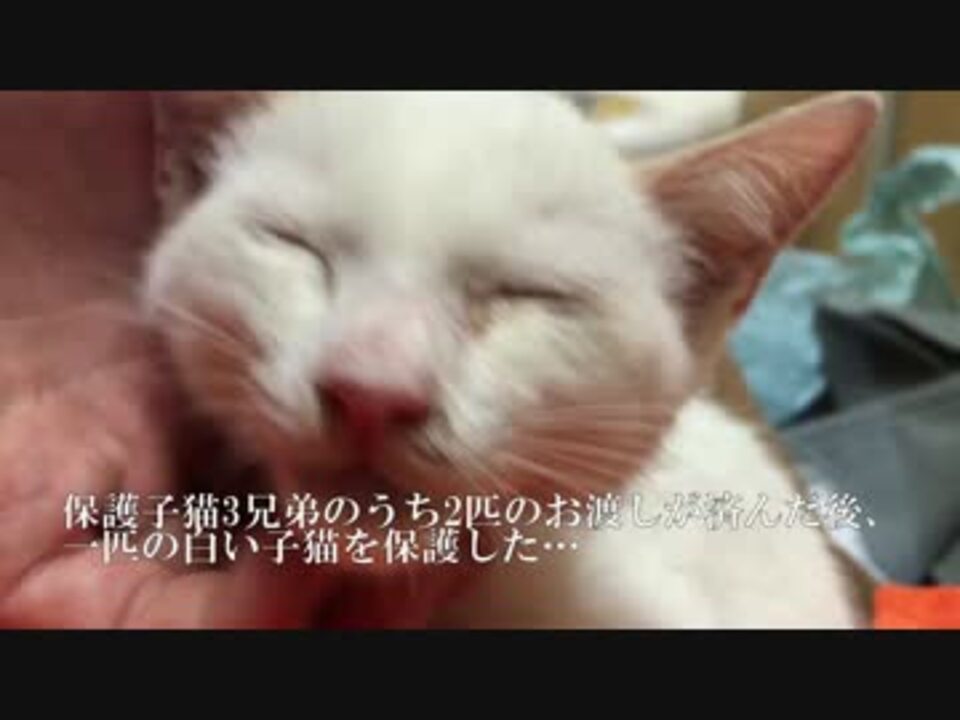 保護された白い子猫 先住猫たちを圧倒する ニコニコ動画