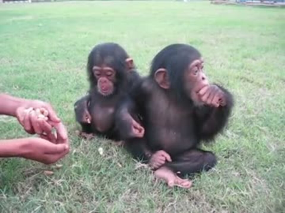 チンパンジーの子供２ ニコニコ動画