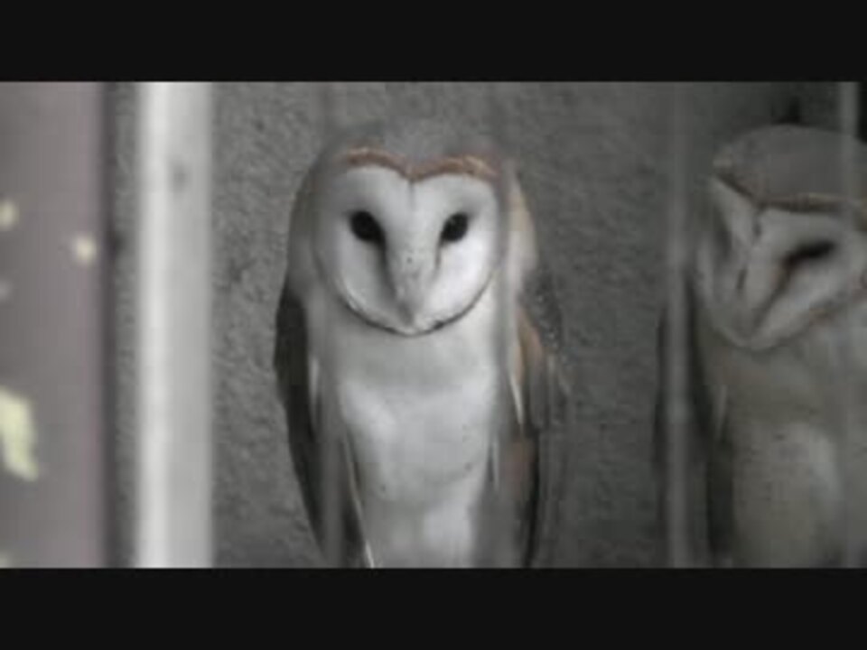 人気の フクロウ 動画 878本 13 ニコニコ動画