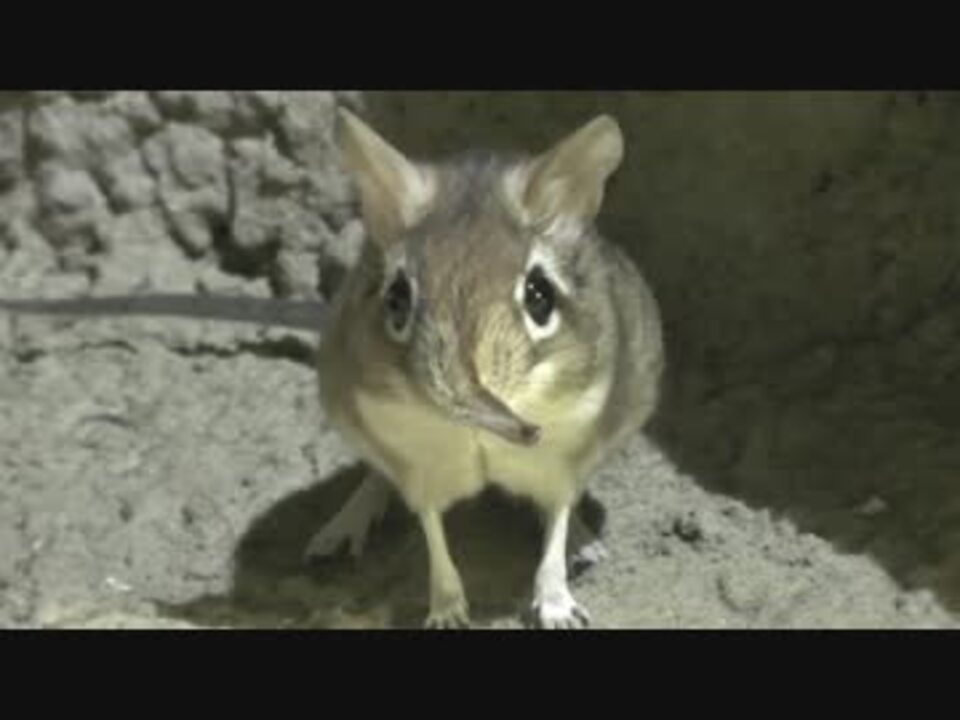 ハネジネズミ 動物園 ハネジネズミ 動物園 Izettamoman