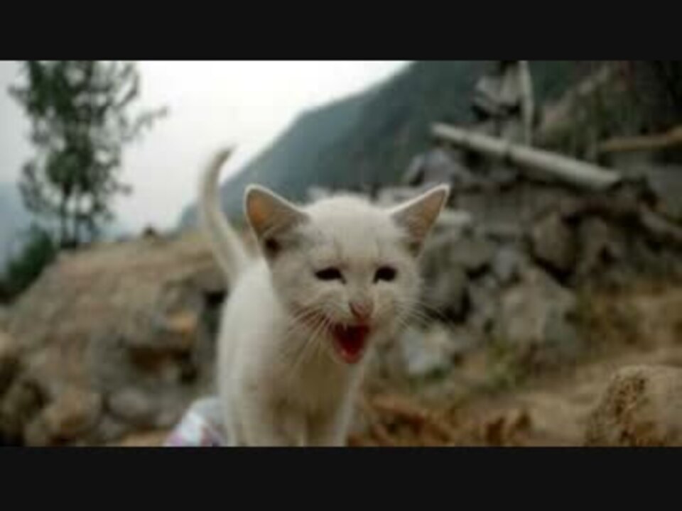 東日本大震災時 流れついた猫を拾って 家で飼っていたら ニコニコ動画