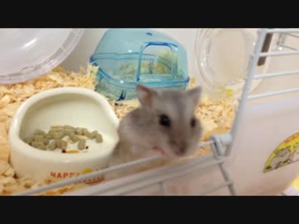 人気の Av アニマルビデオ ハムスター 動画 1 943本 24 ニコニコ動画