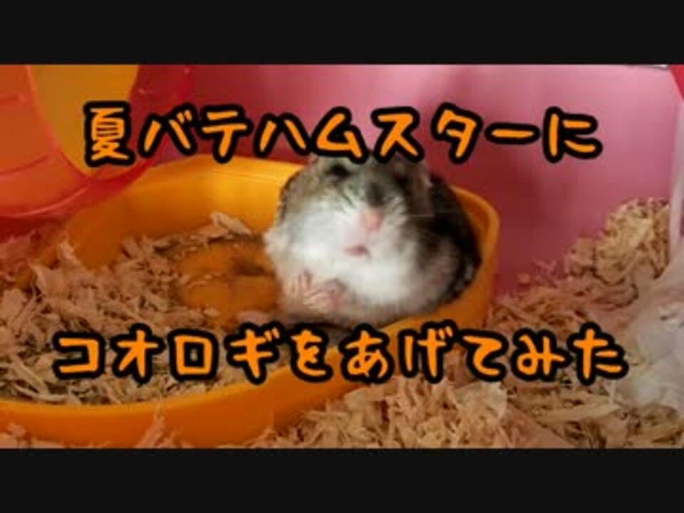 夏バテハムスターにコオロギをあげてみた ニコニコ動画