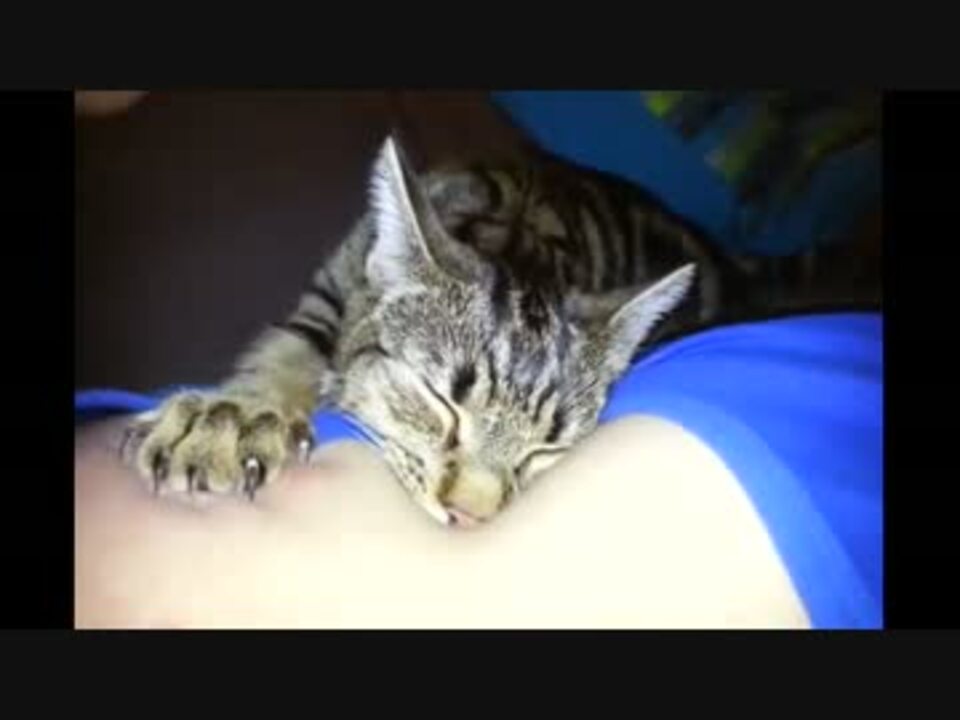 女性の胸を揉む猫 - ニコニコ動画