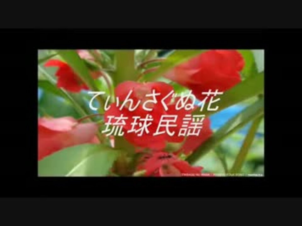 Tinsagu Nu Hana てぃんさぐぬ花 琉球民謡 Ryukyu Folk Song Bgm ニコニコ動画