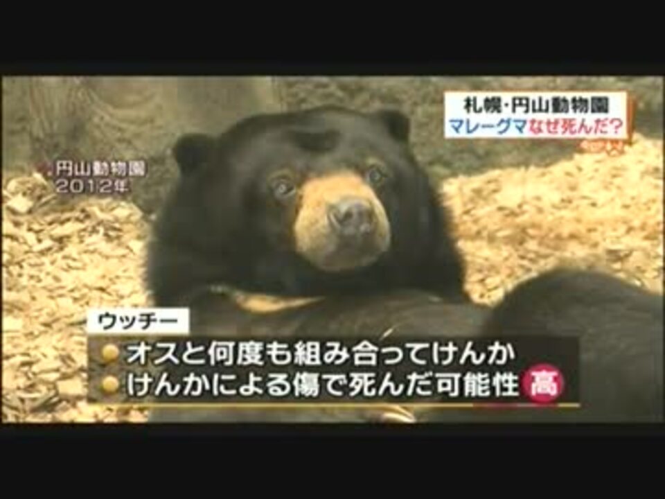 円山のマレーグマなぜ死んだ ニコニコ動画