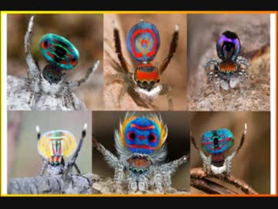 求愛行動が面白い ピーコックスパイダーの求愛ダンス Peacock Spider ニコニコ動画