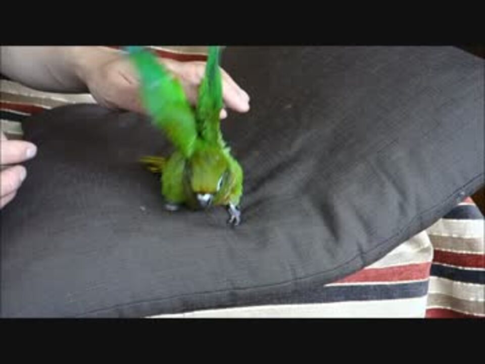 じゃれながら怒るウロコメキシコインコ ニコニコ動画