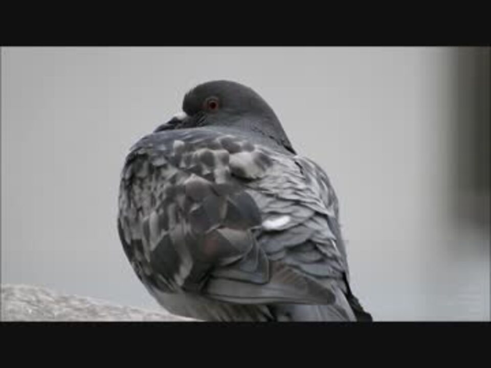 鳩のまばたきは意外と怖い ニコニコ動画