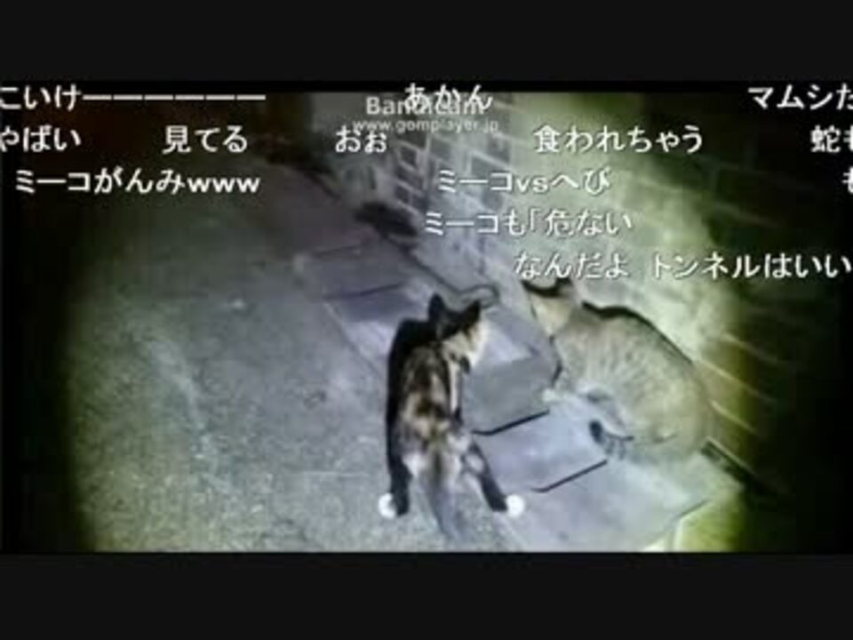 人気の 猫 蛇 動画 18本 ニコニコ動画