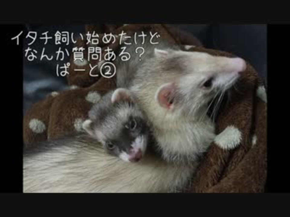 イタチ飼い始めたけどなんか質問ある ぱーと ニコニコ動画