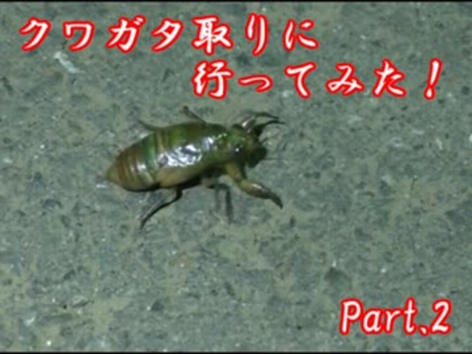 人気の ｶﾌﾞﾄﾑｼ 動画 723本 12 ニコニコ動画