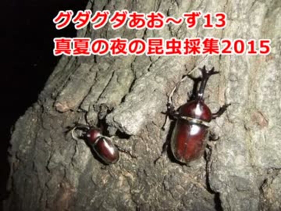 人気の かぶとむし 動画 750本 10 ニコニコ動画