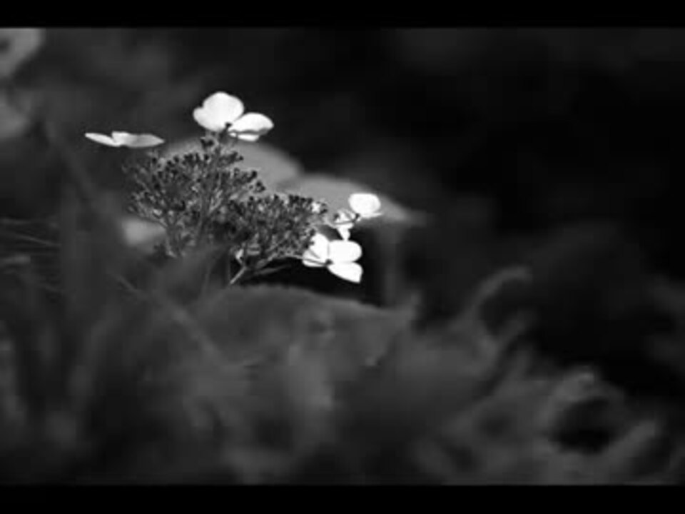 暗い日曜日 ニコニコ動画