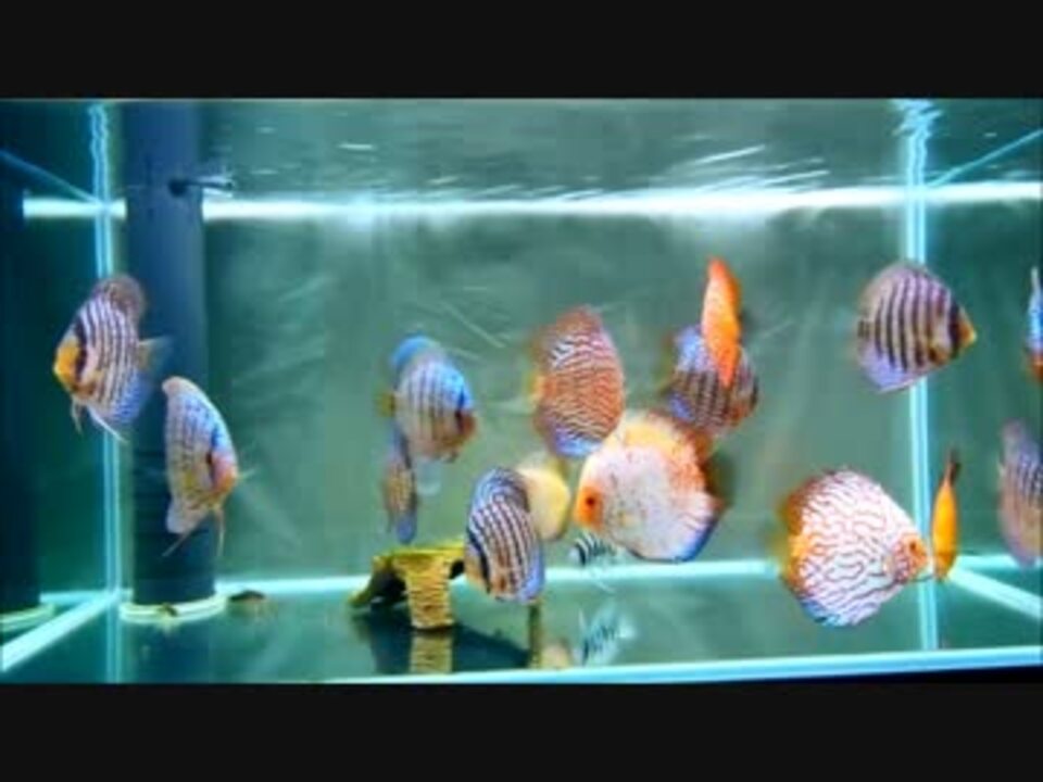 ディスカス水槽 アクアリウム ニコニコ動画