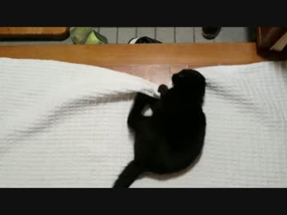 人気の 黒猫 動画 2 6本 27 ニコニコ動画