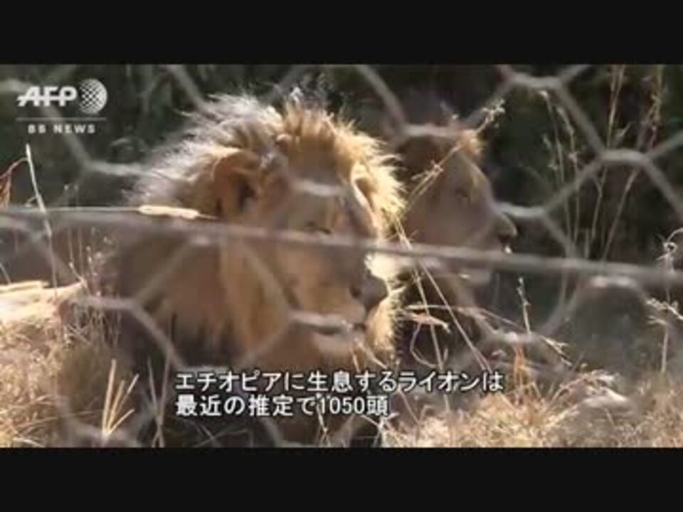 エチオピアの象徴 黒いたてがみのライオンが激減 ニコニコ動画