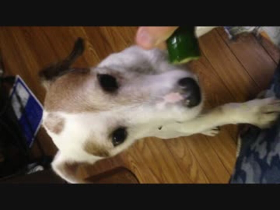 ベジタリアン犬 キュウリ編 ニコニコ動画