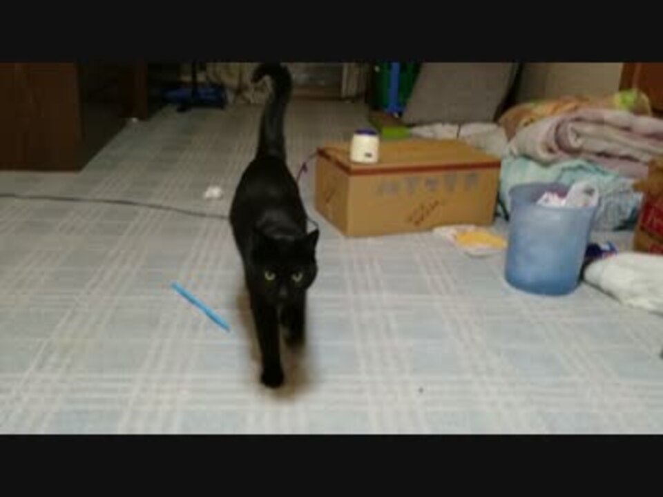 人気の 黒猫 動画 2 6本 27 ニコニコ動画