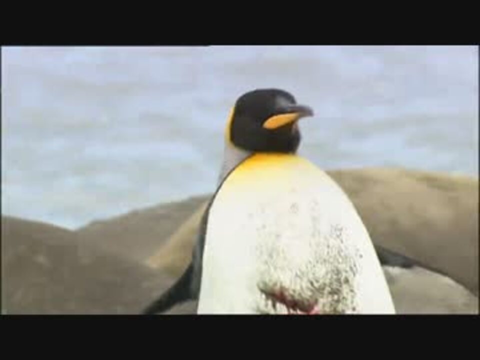 ナイジェル マーヴェンのペンギン サファリ 2 1 ニコニコ動画