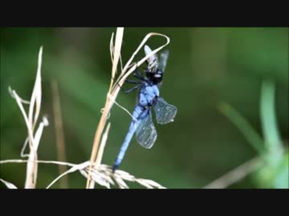 閲覧注意 トンボの捕食シーン 昆虫 ニコニコ動画