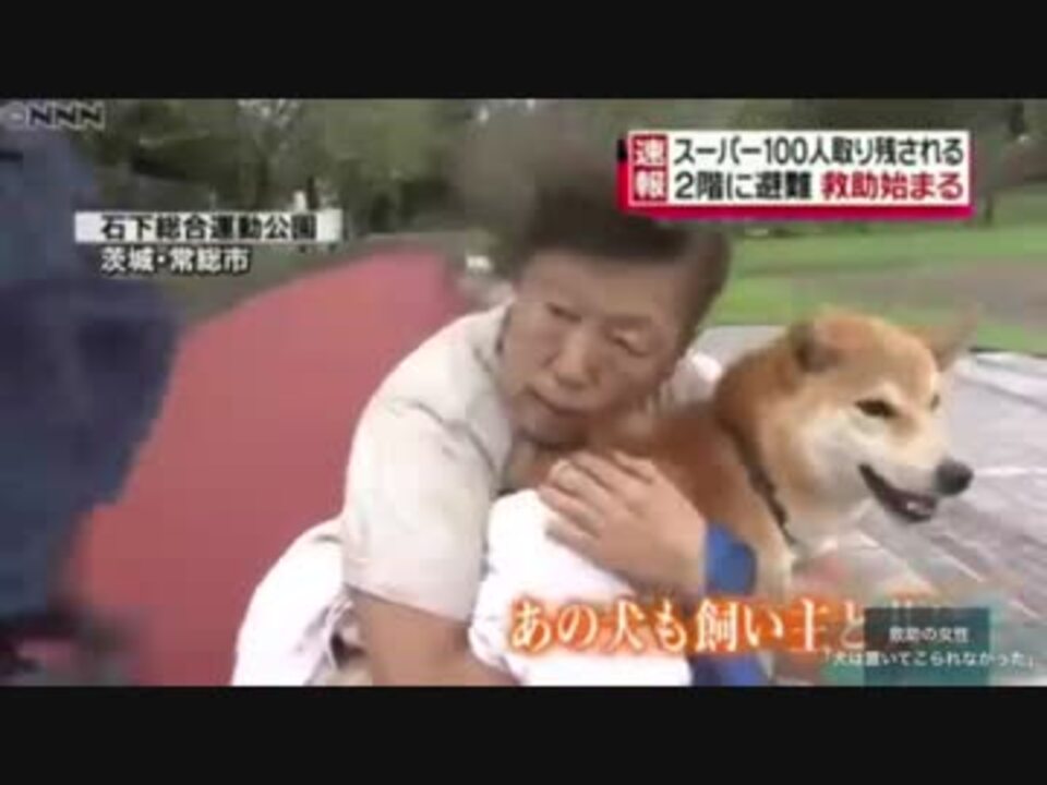 救助の女性 犬は置いてこられなかった 鬼怒川が決壊 ニコニコ動画